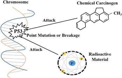 Establishment methods and research progress of livestock and poultry immortalized cell lines: A review